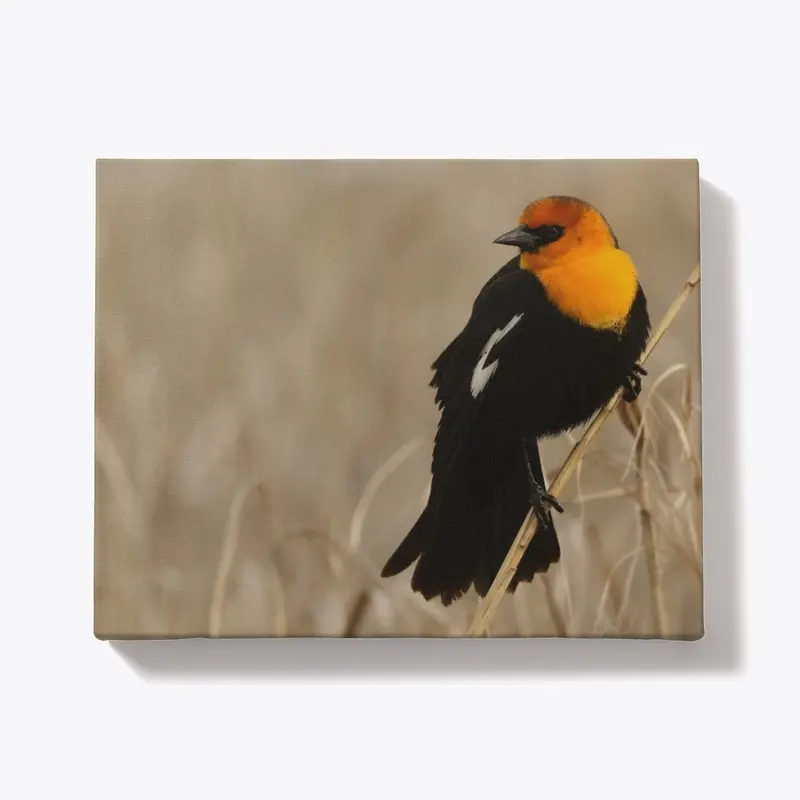 Yellow-headed Blackbird